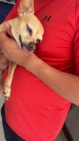 A man in a red Under Armour shirt is holding a small, tan Chihuahua in his arms. The dog is panting with its tongue sticking out. The man is stroking the dog’s head with one hand and holds a piece of paper next to the dog’s face with his other hand. The scene appears to be inside of a vet's office.