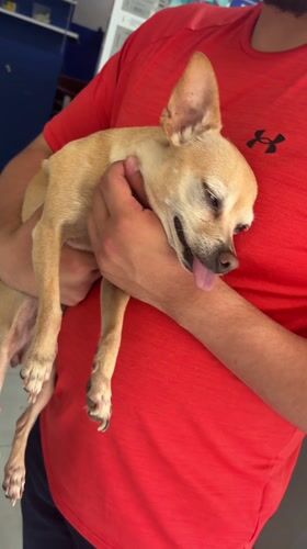 Pet owners and dogs captured in Mexican neighborhood