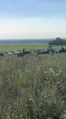 A group of people on horseback ride through a field of tall grass and wildflowers under a clear blue sky. Several cars are parked in the distance behind them, and a line of trees borders the horizon. The horses are of various colors, including brown and white, and the riders appear to be dressed casually. The scene suggests a leisurely ride in the countryside.