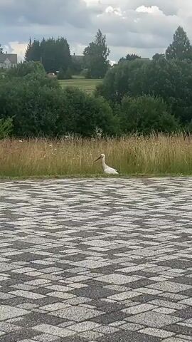 A white stork is seen sitting in tall grass next to a paved area. The stork is mostly white with black wing tips and a long red beak. The background consists of trees and more tall grass. The paved area in the foreground has a grey and white checkered pattern. The video is short and does not show any people or further action.