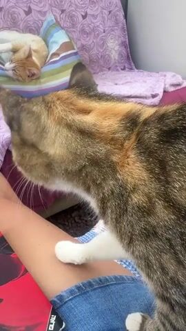 A calico cat with white paws and chest is sniffing and nudging a person's arm, which is resting on their lap. The person is wearing denim shorts and holding a red book. In the background, another cat, possibly an orange tabby, is sleeping on a striped pillow on a purple patterned couch. The lighting suggests an indoor setting during the daytime.