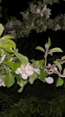 Evening moments captured across Sofia: blossoms, dinner, streets, transit