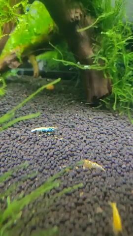The video captures a close-up, low-angle view of a freshwater aquarium floor. The substrate is composed of small, dark, porous granules. In the foreground, several small aquarium shrimp are visible. One shrimp, approximately one centimeter long, is light blue with white markings and is positioned near the center of the frame, facing right. To its lower right, another shrimp, smaller and yellowish-orange, is also facing right. A third, even smaller, bright yellow shrimp is visible at the very bottom right corner. Green aquatic plant leaves and stems are scattered throughout the scene, some in focus, others blurred. In the background, a piece of driftwood is partially visible, covered in mossy green plant growth. The lighting appears to be artificial, casting a subtle glow on the scene. There is no audible sound.