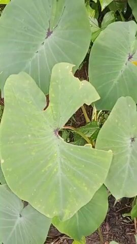 The video shows several large, green, heart-shaped leaves, characteristic of taro plants. The leaves have prominent veins radiating from the center, where a dark purple or maroon color is visible on some. The texture of the leaves appears smooth and somewhat waxy. Some leaves show signs of damage, with torn edges and small holes, suggesting possible insect activity or natural wear. The plants are growing in what appears to be soil, with some smaller green plants and dry organic matter visible at the base of the leaves. The lighting suggests an outdoor environment, possibly in a garden or wild area with natural illumination. The camera movement is primarily a slow pan and slight tilt, focusing on the details of the leaves.