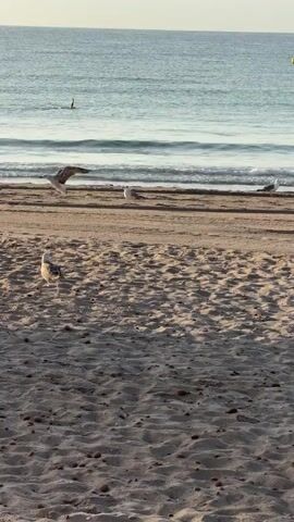 The video shows a beach with seagulls on the sand and in the water. The ocean is calm and the sky is light. There is a wooden structure on the beach, possibly a beach umbrella or cabana. A person is visible swimming in the ocean in the background. The video is filmed from a low angle, looking towards the ocean. The overall mood is peaceful and serene.