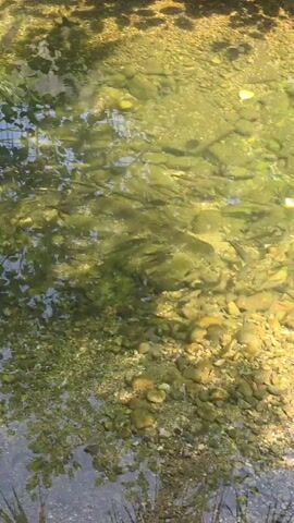 The video shows a shallow body of water, likely a stream or creek, with a rocky, pebble-covered bottom. Sunlight filters through the water, illuminating the pebbles and casting dappled shadows from overhead foliage. Small fish, possibly minnows or fry, are visible swimming in schools near the bottom. Their dark bodies are clearly discernible against the lighter stones. The water is clear, allowing for a detailed view of the aquatic life and the substrate. Some green algae or aquatic plants are also present on the rocks. The overall impression is one of a natural, healthy aquatic environment.