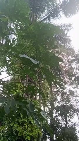 This video shows a low-angle view of lush green foliage, including large papaya leaves and a palm tree. Sunlight filters through the leaves, creating a bright, hazy atmosphere. The camera pans slightly upwards, revealing more of the dense vegetation and the sky. No people or animals are visible. The environment appears to be a tropical or subtropical outdoor setting.