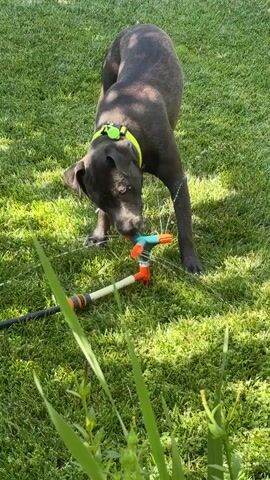 A dark-colored dog with a yellow collar stands on a green lawn and drinks from a sprinkler. The sprinkler is actively spraying water in a circular pattern. The dog is positioned directly in front of the sprinkler, lowering its head to drink. Sunlight illuminates the scene, casting shadows on the grass. Green foliage is visible in the foreground.
