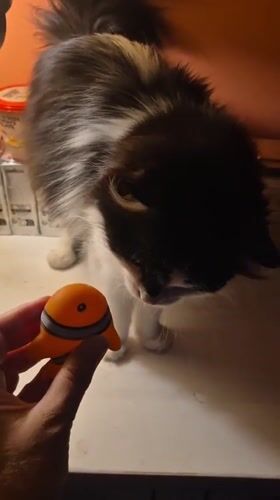 Fireworks, a curious cat, and small finds in Taranto