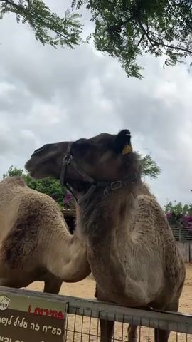 Two camels are standing close to a fence in an outdoor enclosure. The camel on the right is facing toward the camera and wearing a blue halter. The camel on the left is nuzzling the neck of the other camel. The sky is cloudy and a tree hangs above the camels.