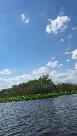 The video shows a view from a boat moving through a narrow waterway. The water is dark with ripples.  Along the edges of the waterway is dense vegetation including tall grasses and lily pads. The sky is bright blue with scattered puffy white clouds. There is a very small, dark object in the upper center of the sky, possibly a bird.  The overall impression is one of a sunny day on a calm body of water.