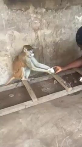 Here is a description of the video. 

The video shows a monkey, possibly a Patas Monkey, in a concrete enclosure. The monkey has an orange back and white fur on its front side. It is sitting on a wooden structure made of horizontal beams supported by vertical ones. A person's hand reaches into the enclosure to give the monkey pieces of white food, which the monkey eats. The walls of the enclosure are rough, with visible weathering and peeling paint.
