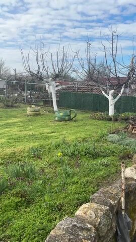 The camera pans across a lush green yard on a cloudy day.  In the foreground, low-lying green ground cover with small purple and yellow flowers is visible.  There are decorative painted tires scattered across the yard.  Bare-branched trees with white-painted trunks stand in the middle distance.  A green hedge marks the back of the yard, with a few small buildings visible beyond. The camera continues to pan, revealing a large area of mowed lawn.  In the foreground, a bush with small yellow flowers is visible in front of a low concrete wall and metal framework.  The scene suggests a backyard garden.