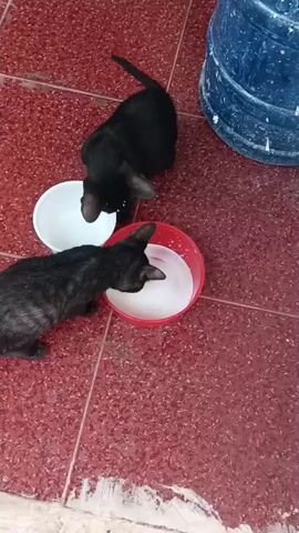 Two young kittens, one black and one tabby, are drinking milk from separate bowls on a red tiled floor. A large blue plastic container is visible in the background. The tabby kitten is in the foreground, lapping milk from a red bowl. The black kitten is behind it, drinking from a white bowl. The lighting is bright, suggesting daylight.
