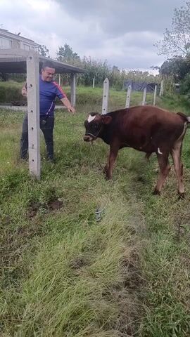 The video shows a man petting a brown calf. The man is standing next to a concrete post fence and is wearing a blue and pink shirt and black pants. The calf is brown with a white spot on its forehead and is tethered to the ground with a rope. The environment is a grassy field with a building in the background.