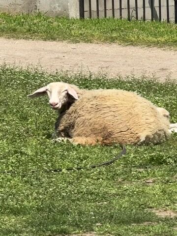 The video features a single sheep resting on its side in a verdant grassy field under bright daylight. The sheep has a thick, off-white to light brown fleece, and its face, which is lighter in color, occasionally blinks and looks towards the camera. Its ears are long and floppy. The grass surrounding the sheep is dotted with numerous small, white, clover-like flowers. A dark, thin strap or rope, possibly a tether, lies on the ground near the sheep's body.

In the background, a light brown dirt path or road stretches horizontally, separating the grassy foreground from several structures. To the left, a light gray concrete wall or building section is visible, while to the right, a dark, vertical-barred fence, possibly metal, stands. The scene conveys a peaceful, rural or semi-rural atmosphere, likely captured in Tsenovo, Bulgaria, on a clear, sunny day. No text is visible in the frame.
