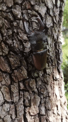 Person documents stag beetle encounters in Ukrainian garden