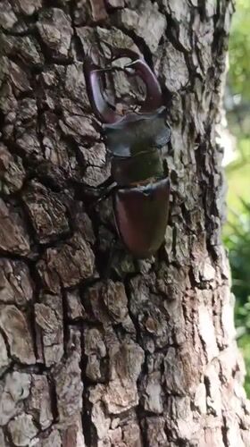 Person documents stag beetle encounters in Ukrainian garden