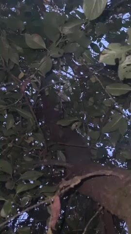 The video shows a close-up, upward-looking shot of a tree trunk and its branches, heavily laden with dark green leaves. The lighting suggests it is dusk or nighttime, with the sky visible through the canopy appearing dark blue. A small, light-colored animal, possibly a squirrel or a bird, is partially visible on a branch high up in the tree, nestled among the leaves. The animal appears to be facing away from the camera and is mostly obscured by foliage. There are no other visible people or objects in the frame. The focus is primarily on the natural environment of the tree.