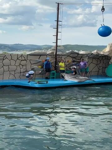 An outdoor dolphin show features a large grey dolphin partially out of the water on a blue stage. A man wearing a black t-shirt and sunglasses is seated on the dolphin's back. Eight other individuals, including adults and two children, are on the stage around the dolphin, observing. One man in a blue long-sleeve shirt stands to the left of the dolphin, while another kneels on the far left. Two men in yellow t-shirts stand behind the dolphin, and a man in a purple t-shirt stands to its right. A tall, dark pole structure is visible on the left side of the stage, and a large blue ball hangs from a crane-like structure in the upper right. The background consists of rock-like structures, distant hills, and buildings under a clear sky.