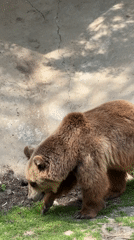Brown bear observed in outdoor enclosure in Lovech, Bulgaria