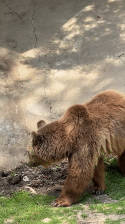 Brown bear observed in outdoor enclosure in Lovech, Bulgaria