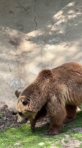 Brown bear observed in outdoor enclosure in Lovech, Bulgaria