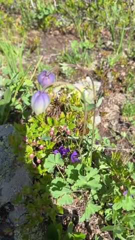 The video shows a close-up view of a small cluster of wildflowers growing in a rocky, grassy environment. The flowers are predominantly purple and light purple in color, with delicate petals and elongated stems. Several unopened buds are also visible, hinting at future blooms. The surrounding vegetation includes green leaves and grass, and a large, lichen-covered rock is prominent on the left side of the frame. The lighting suggests it is daytime, likely outdoors in a natural setting. There are no people or animals visible in the video. The camera is mostly stationary, with slight movements that allow for a detailed examination of the flora.