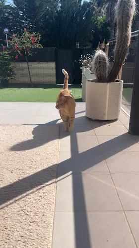 Orange cat and cactus planter observed on Salou patio