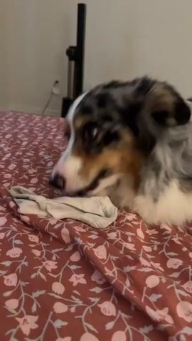 A dog with a blue merle coat is lying on a bed with floral patterned sheets. A person's hand reaches into the frame and attempts to take a sock from the dog's mouth. The dog holds onto the sock and pulls it closer, refusing to let go.