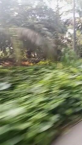 The video shows a view from a moving vehicle looking out at a lush green environment. Palm trees with large fronds dominate the background, with dense foliage and tall grasses covering the foreground. Sunlight filters through the trees, creating dappled light and shadows. A utility pole is visible on the left side of the frame. The motion blur indicates the vehicle is traveling at a moderate speed. The overall impression is one of a tropical or subtropical landscape.
