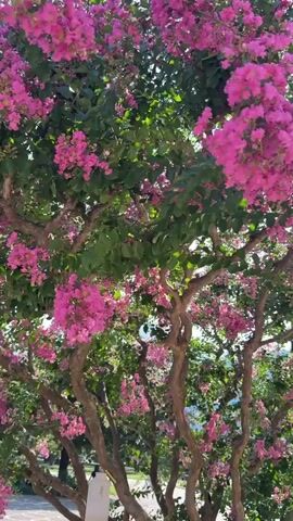 This media file captures a close-up view of a blooming crape myrtle tree, its branches laden with vibrant pink flowers. The setting appears to be an outdoor public space, possibly a plaza or park, indicated by the paved ground with a distinctive pattern and a statue or monument in the background. The bright sunlight suggests it is daytime, likely late morning or early afternoon, given the angle of the sunbeams filtering through the leaves and flowers, creating lens flare effects. The sky is clear and blue, indicating fair weather.

While no people are clearly visible, the presence of a lamppost in the foreground and the paved area suggest a well-maintained urban or semi-urban environment. The overall mood is serene and picturesque, highlighting the beauty of nature in a cultivated setting. The twisted, woody branches of the crape myrtle provide a textured contrast to the delicate blossoms. The background reveals hints of other greenery and architectural elements, suggesting a larger town or city. The location cues, combined with the timestamp indicating the capture of this media, place it in Trento, Italy. There is no visible text within the media file itself.