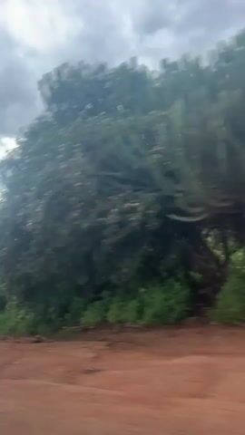 The video shows a view from a moving vehicle of a rural landscape under a cloudy sky. The foreground features a dirt road. Along the roadside, there is lush green vegetation, including what appear to be banana trees and tall, cactus-like plants. In the background, there are more trees and cultivated fields. Power lines and utility poles are visible overhead. A construction crane can be seen in the distance on a hillside. The overall impression is of a green, somewhat undeveloped area.