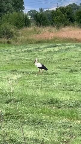 A white stork with black wing feathers and red legs walks across a mown grassy field. Trees and a distant power line are visible in the background.