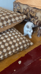 Farm animals observed in rural Russian village farmyard