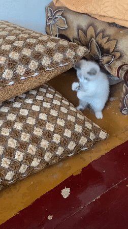 Farm animals observed in rural Russian village farmyard