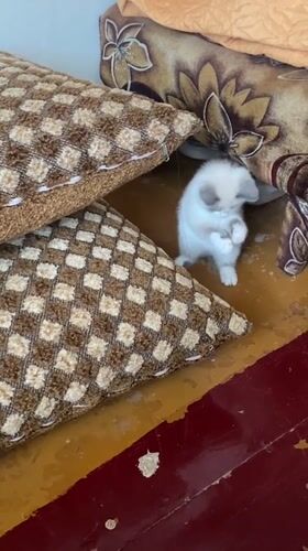 Farm animals observed in rural Russian village farmyard