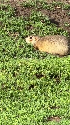 A ground squirrel with light brown and tan fur is seen in profile, facing left. Its body is low to the ground, nestled in green grass. The ground behind it is dirt and sparse vegetation. The lighting suggests it is daytime, likely outdoors in a grassy area.