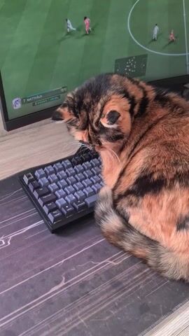A short video shows a calico cat lying on a desk next to a keyboard. A game is playing on a monitor behind the cat. The camera moves to reveal a man sitting in a desk chair. He is wearing black shorts with white stripes, a black and white shirt and black socks. He is underneath the desk and appears to be picking something up off the floor. The cat remains still on the desk.