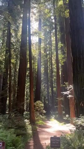 The video shows a sun-dappled forest path winding through a grove of tall redwood trees. Sunlight streams through the canopy, illuminating the path and the surrounding undergrowth, which includes ferns and small shrubs. A brown signpost is visible on the right side of the path, with text that reads "Mattole Plague Long Trail". The path is made of dirt and gravel, and the trees are very tall and closely spaced, creating a sense of depth and grandeur. The overall atmosphere is peaceful and serene, with a strong emphasis on the natural beauty of the redwood forest. No people are visible in the video.