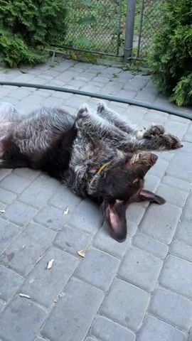A shaggy, dark brown and gray dog with floppy ears is rolling on its back on a paved patio. The dog appears to be enjoying itself, with its legs in the air and a bone held between its paws. The patio is made of gray rectangular pavers, and there are some fallen leaves and small pieces of debris on the ground. In the background, there are green bushes and a chain-link fence. The lighting suggests it is daytime, and the overall mood is playful and relaxed. No text is visible in the media file.