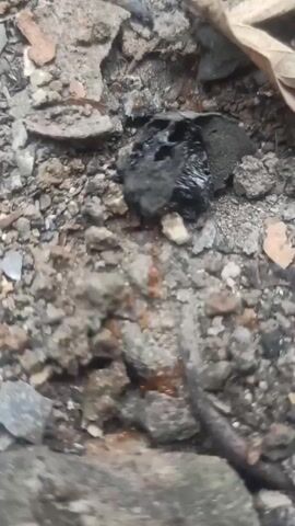 A close-up, slightly blurry, outdoor shot shows several reddish-brown ants crawling on the ground among dirt, small rocks, and some debris. In the center of the frame, a black, somewhat shiny object with holes and irregular texture is present, and ants are gathered around it. Some dry, brown leaves are visible in the upper right corner. The ground appears to be uneven and dry.