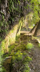 Moss-covered stream documented in verdant Tbilisi grotto setting