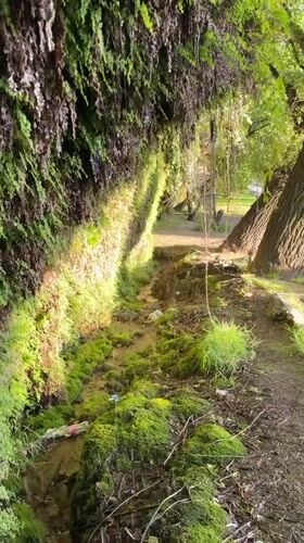 Moss-covered stream documented in verdant Tbilisi grotto setting