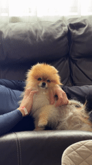 Woman spends morning with Pomeranian dog in Khimki apartment