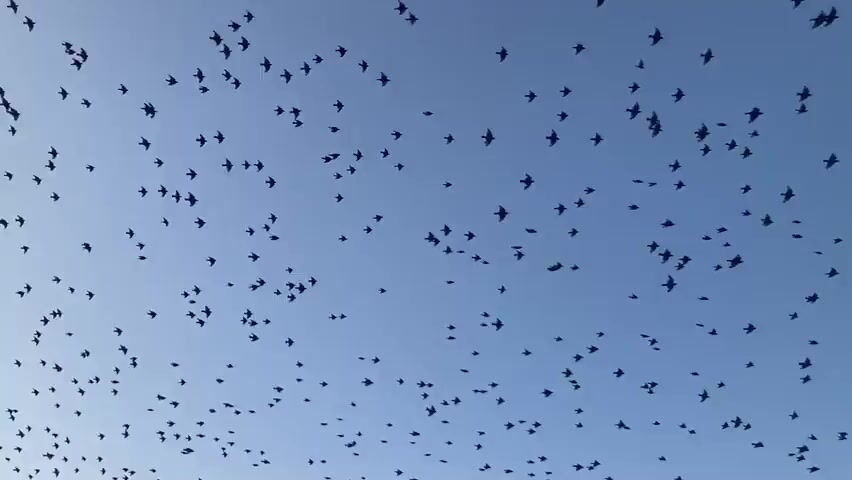 A flock of birds flies across a clear blue sky. In the foreground, a string of lights hangs from a wire, its reflection visible on the surface of the sky. The birds are scattered throughout the sky, some appearing in small groups while others fly individually. The sun is setting, casting a warm glow on the horizon. The birds are likely migrating or foraging for food.