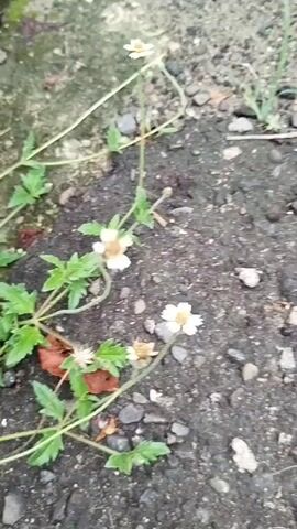 The video shows a close-up, shaky view of a small plant with green leaves and white and yellow flowers growing along a concrete and gravelly ground. Some fallen brown leaves are also visible on the ground. The camera pans slowly across the plant and its surroundings.
