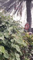 Life preserver spotted on palm tree in Cape Verde