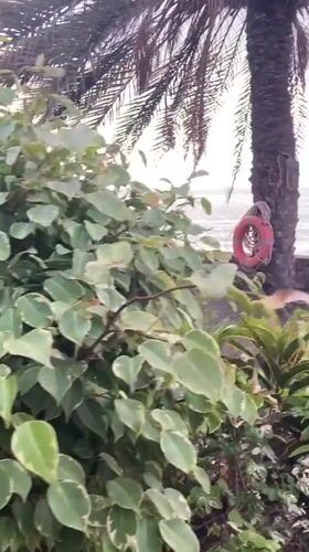 Life preserver spotted on palm tree in Cape Verde