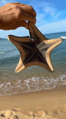 A casual beach morning at Baan Tai, starfish and all